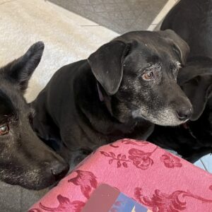 Contest - Dutch, Heidi and Eliza Schneider