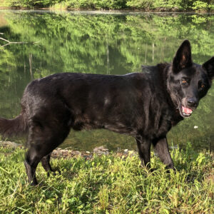 Contest - Dutch Schneider