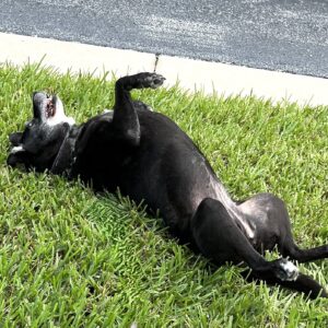 Contest - Heidi Schneider