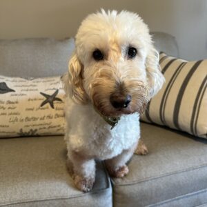 Contest - Buddy-Sedlacik