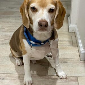 Contest - Bentley Sheldon