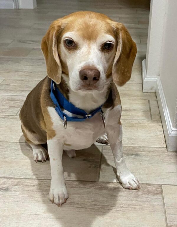 Contest - Bentley Sheldon