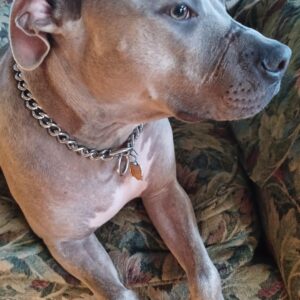 Contest - Blue Apollo Shannon