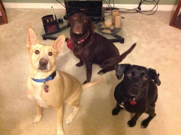 Contest - Elijah, Tootsie and Kaley Newcomb