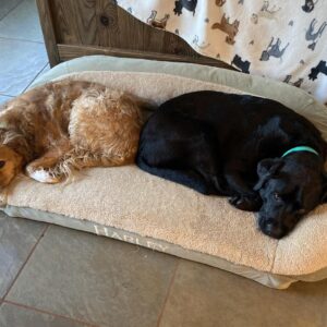 Contest - Linus and Onyx