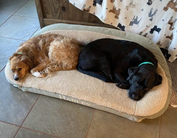 Contest - Linus and Onyx
