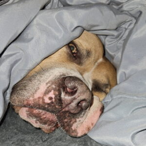 Contest - Mooshi Egler-Morelli