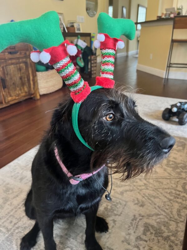 Contest - Peggy Phillips