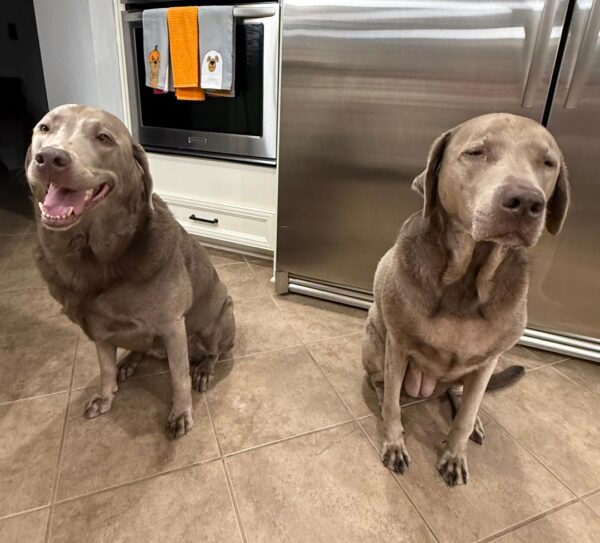 Contest - Willow & Winnie
