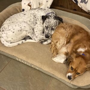 Contest - Yuki and Linus