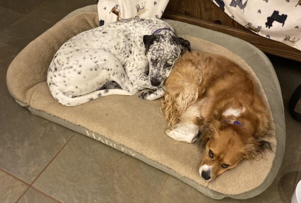Contest - Yuki and Linus