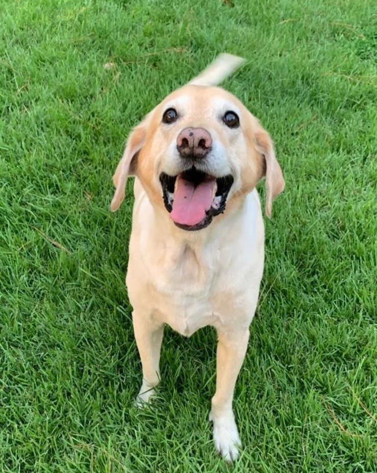 This is a close up picture of the face of a yellow lab mix named Abby Dabby. Her eyes are very dark brown and she has floppy ears. She is wearing a red collar with white bone print. You can also see the top portion of a red harness. There is a blurry background of green grass.