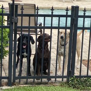Contest - Banjo, Miley & Spencer Schaeffer-Trimble