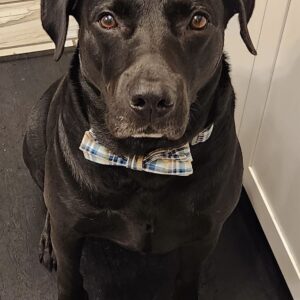 Contest - Benny Bachman