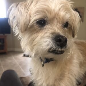 Contest - Gotcha Cam-Coletta