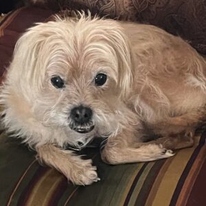 Contest - Sweet Cam- Coletta