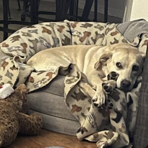Contest - Carley-Bastianelli