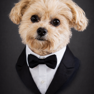 Contest - Formal Cesar-Coletta
