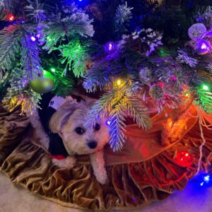 Contest - Cesar Coletta Under the Tree