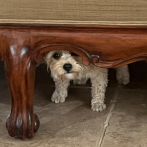 Contest -Hiding Cesar-Coletta