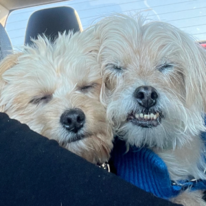 Contest - Sleeping Cesar & Cam Coletta