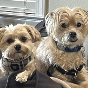 Contest - Cesar & Cam - Coletta