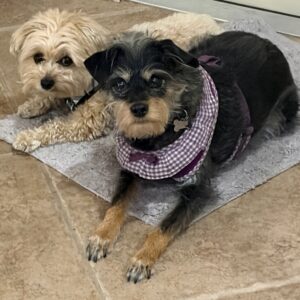 Contest - Cesar & Chloe Coletta