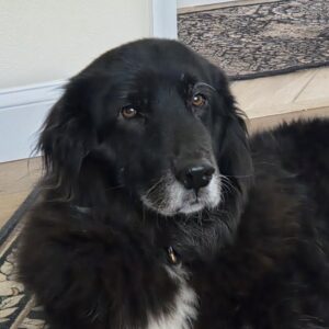 Contest - Charley Moose Risch