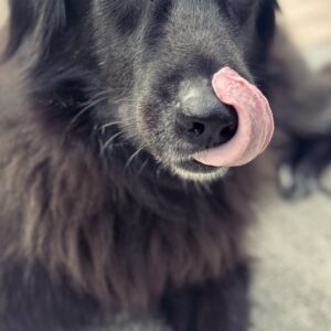 Contest - Chewy-Kendall