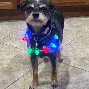 Contest - Christmas Chloe Coletta
