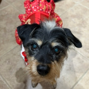 Contest - Dressy Chloe-Coletta