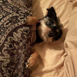 Contest - Bedtime Chloe- Coletta