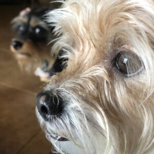 Contest - Chloe & Cam - Coletta