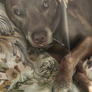Contest - Cocoa-Atherton