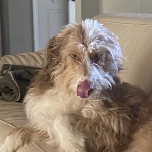 Contest - Cooper - French