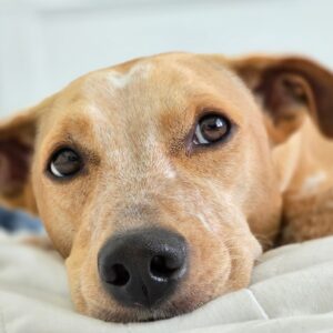 Contest - Cozy Palmer Sciascia