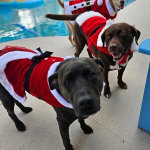 Contest - Ellie May, Moxie & Jalen - Ciszecky