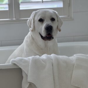 Contest - Enzo- Basenese in Tub