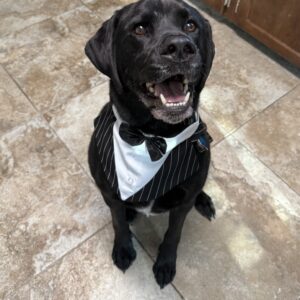 Contest - Formal Brawn Baker-Laurence