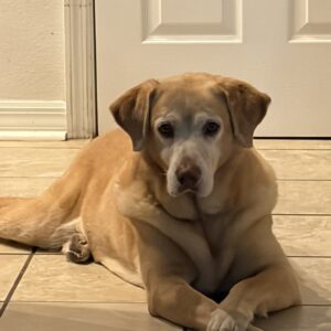 Contest - Griffey-Bastianelli