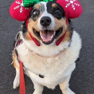 Contest - Lulu Belle Henderson
