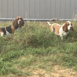Contest - Huckleberry & Sawyer Conley