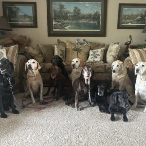 Contest - Hailey, Benji, Daisy, Shadow, Koda, Carolina, Blue, Lacy, Sophie & Bonnie-Howard