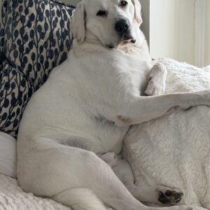 Contest - Lounging Enzo Basenese