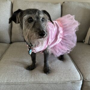 Contest - Lucy Sedlacik