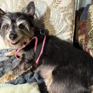 Contest - Lulu Barnhill