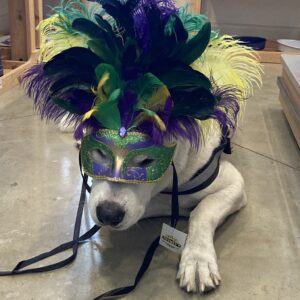 Contest - Mardi Gras Rownen Austin