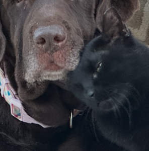 Contest - Morgan & Blackie Schwarz