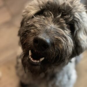 Contest - Ollie-French