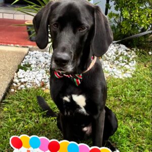 Contest - Onyx-Kendall
